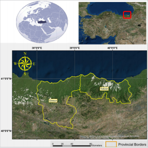 Analysis of work accidents in wood harvesting: a case study of the East Black Sea region 