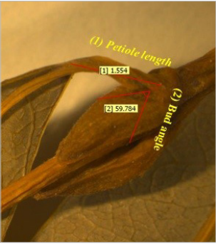 Turkish Salix species: Molecular phylogeny and morphology